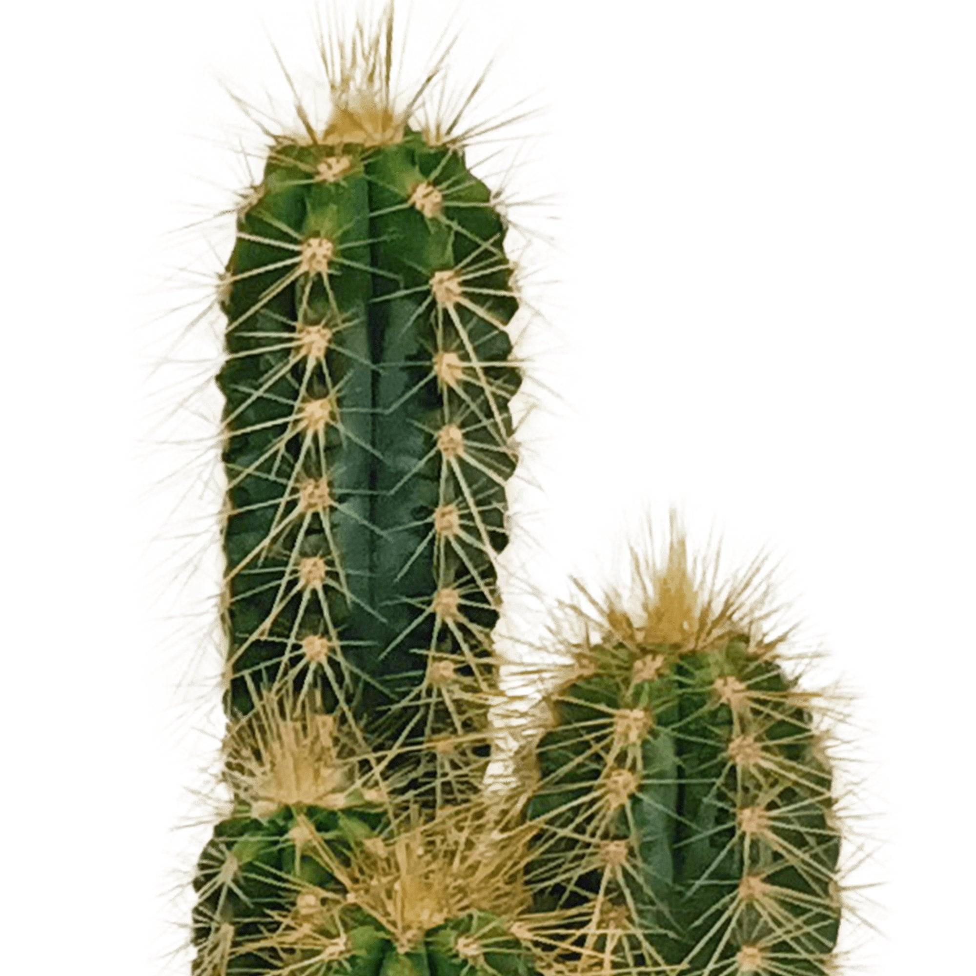 Coffret cactus - Lot de 10 plantes, h13cm- La Green Touch - Image 7