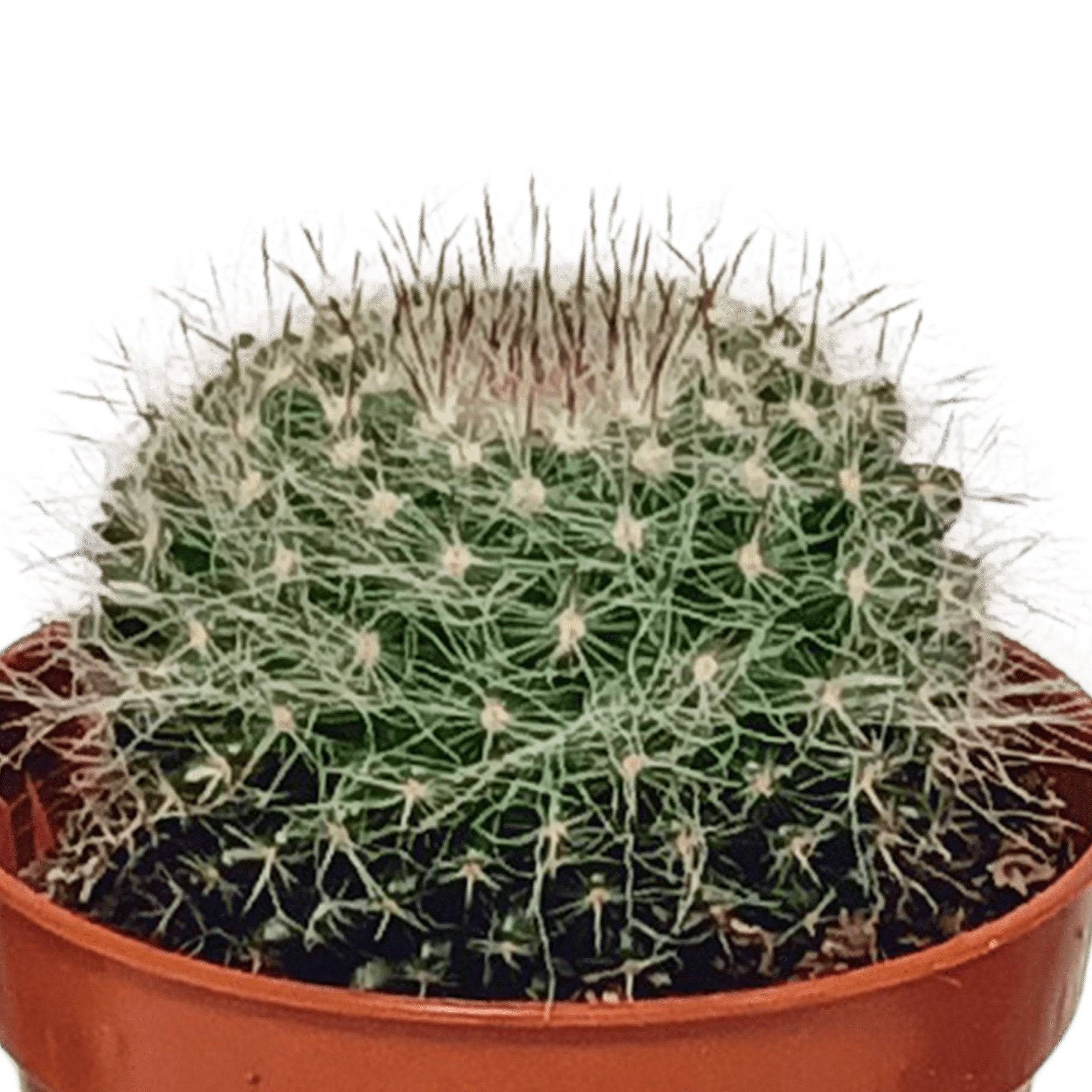 Coffret cactus - Lot de 10 plantes, h13cm- La Green Touch - Image 6