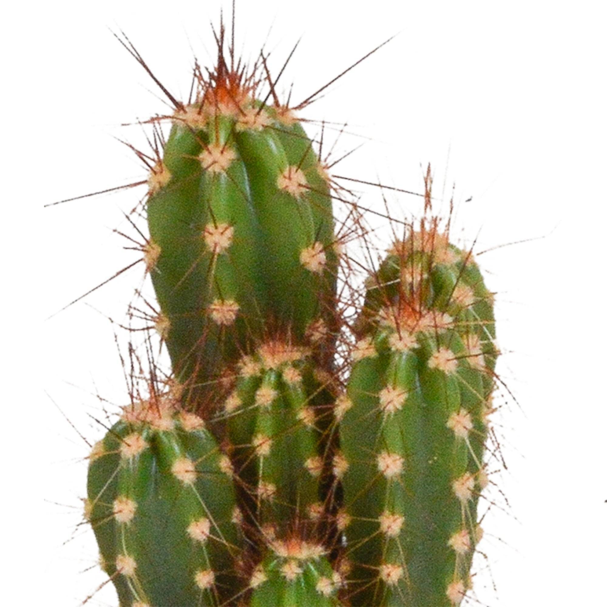 Coffret cactus - Lot de 10 plantes, h13cm- La Green Touch - Image 3