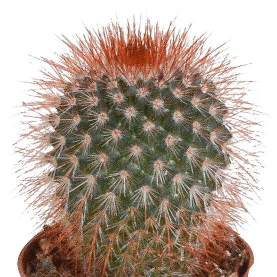 Coffret cactus - Lot de 10 plantes, h13cm- La Green Touch - Image 4