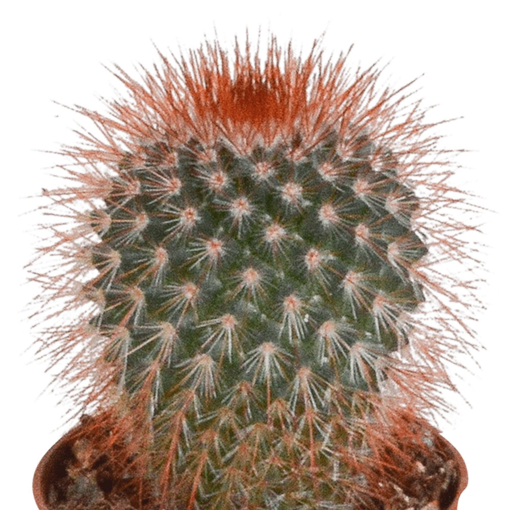 Coffret cactus - Lot de 10 plantes, h13cm- La Green Touch - Image 4
