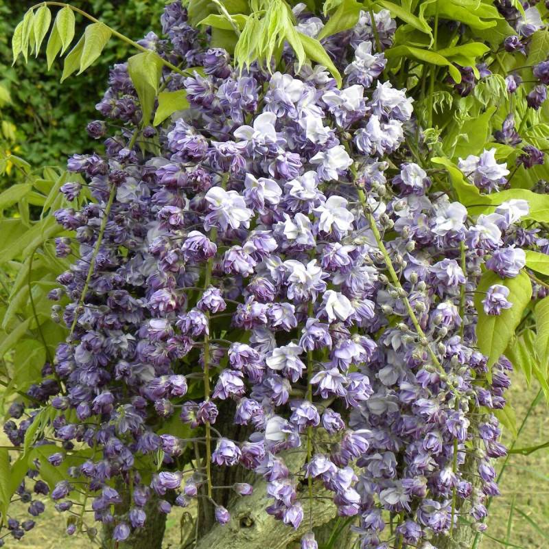 Glycine du Japon Violacea Plena à fleurs Violette - feuillage Caduc - Godet - 5/10 cm-  hauteur à maturité De 5,00 m à 10,00 m