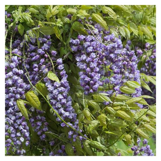 Glycine du Japon Violacea Plena à fleurs Violette - feuillage Caduc - Godet - 5/10 cm- hauteur à maturité De 5,00 m à 10,00 m - Image 6