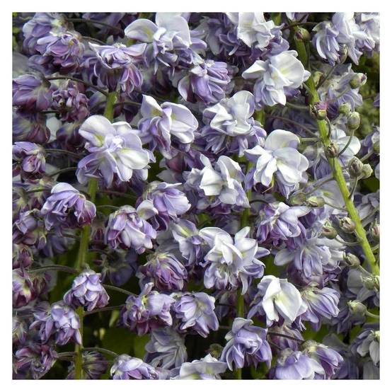Glycine du Japon Violacea Plena à fleurs Violette - feuillage Caduc - Godet - 5/10 cm- hauteur à maturité De 5,00 m à 10,00 m - Image 2