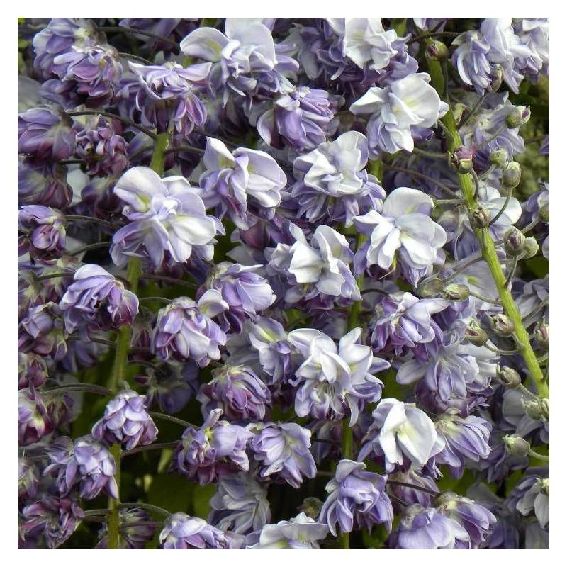 Glycine du Japon Violacea Plena à fleurs Violette - feuillage Caduc - Godet - 5/10 cm-  hauteur à maturité De 5,00 m à 10,00 m - Image 2
