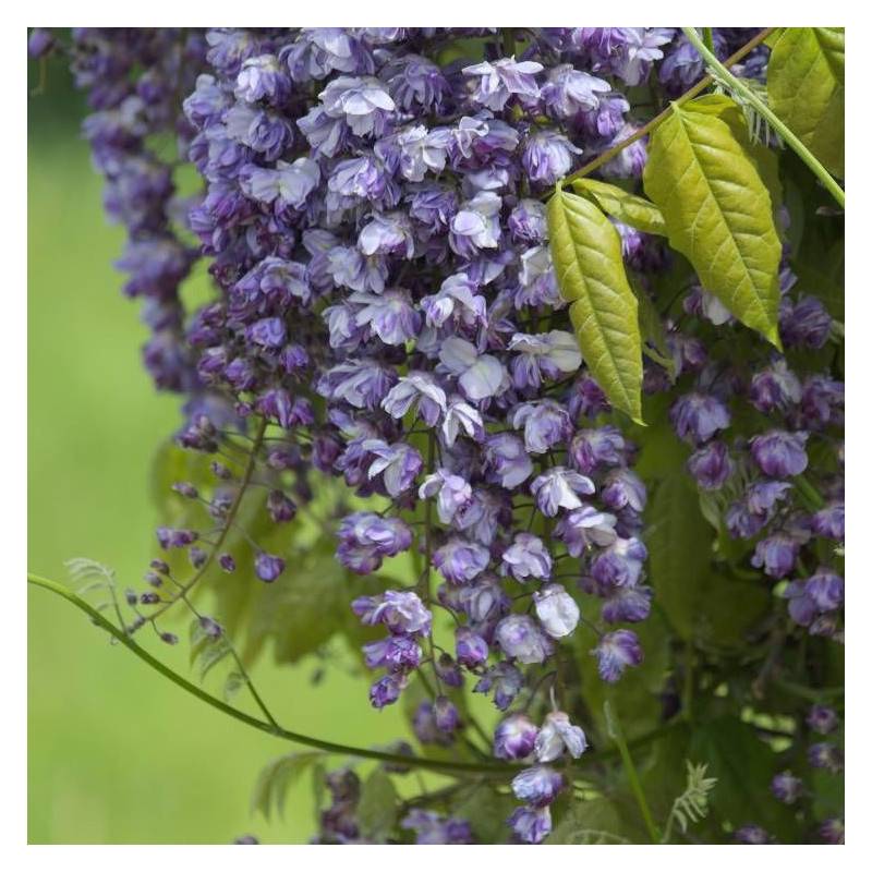 Glycine du Japon Violacea Plena à fleurs Violette - feuillage Caduc - Godet - 5/10 cm-  hauteur à maturité De 5,00 m à 10,00 m - Image 5