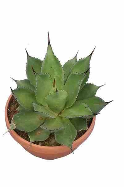 0 - Agave chiapensis Pot de 5 Litres Et Violet - Image 1