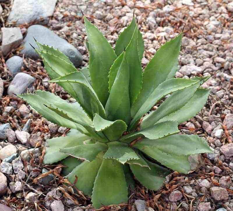 0 - Agave chiapensis Pot de 5 Litres  Et Violet - Image 2