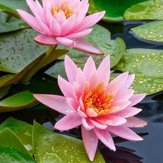 0 - Nénuphar Rose - Set Complet - incl. Panier Substrat Gravier Aliment - Image 2
