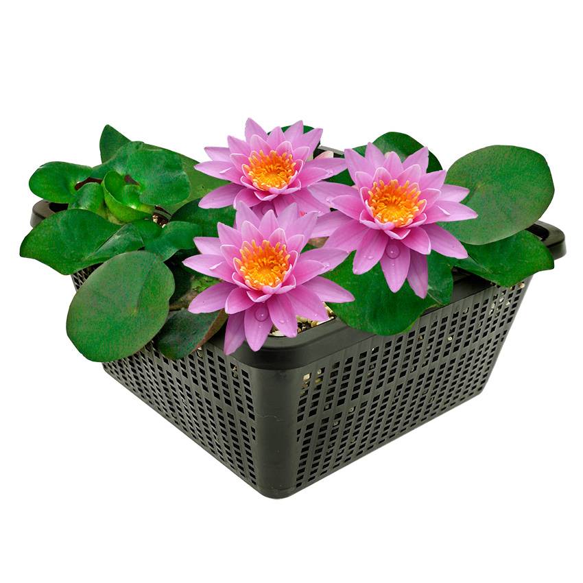 0 - Nénuphar Rose - Set Complet - incl. Panier Substrat Gravier Aliment - Image 1