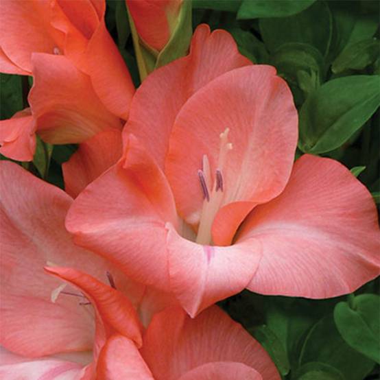 Glaïeul ou Gladiolus Spic & Span Bulbe calibre 14+ (par 20)