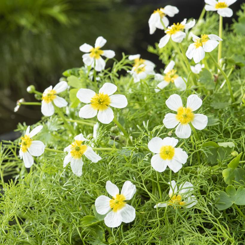 Ranunculus aquatilis - Renoncule aquatique Pot de 1L/1,5L
