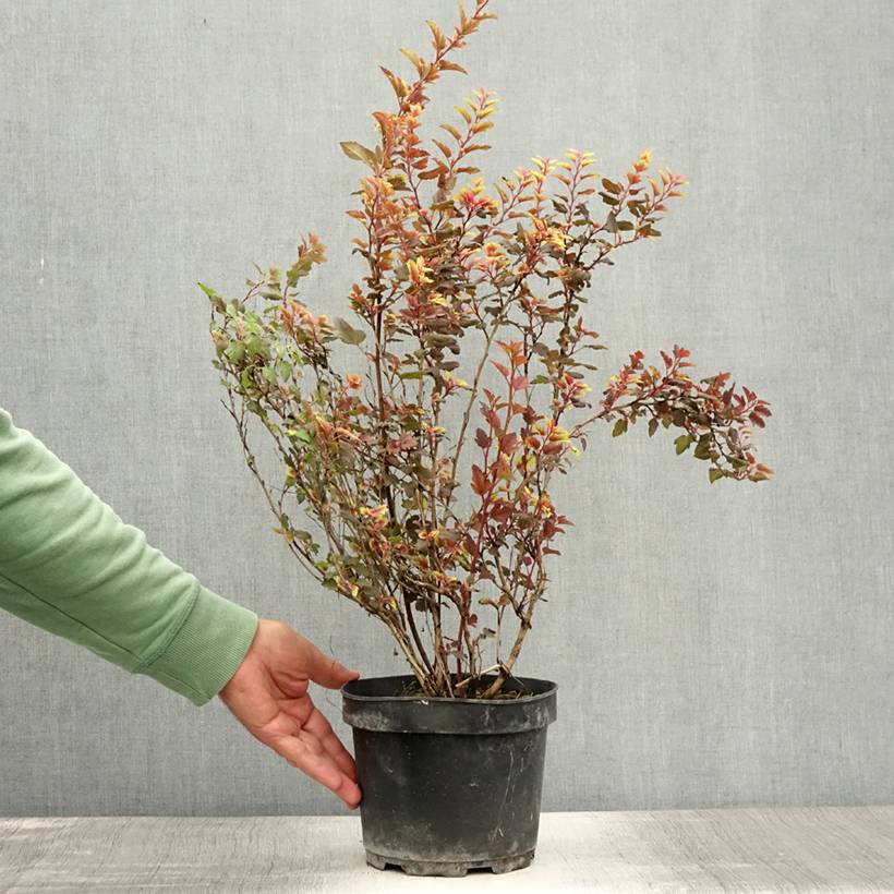 Physocarpus opulifolius Magic Sweet Cherry Tea Pot de 3L/4L - Image 2