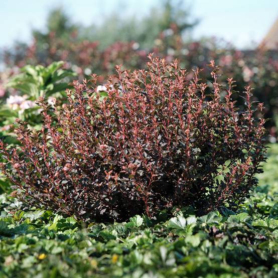 Physocarpus opulifolius Magic Sweet Cherry Tea Pot de 3L/4L - Image 1
