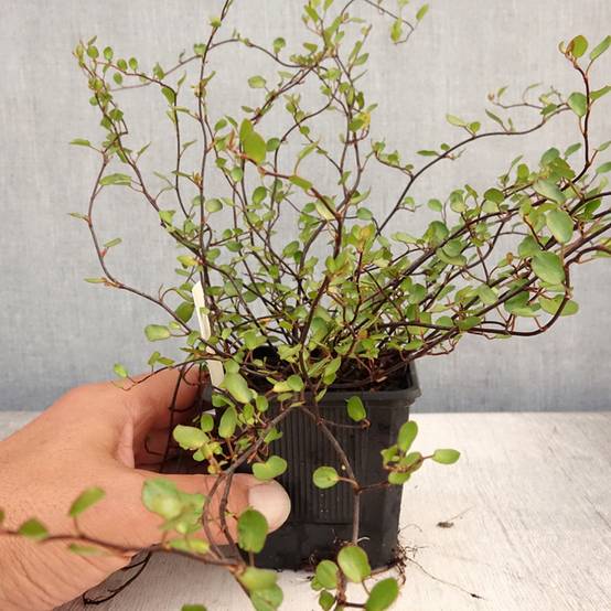 Muehlenbeckia complexa Sealand Compact Godet de 8/9 cm - Image 2