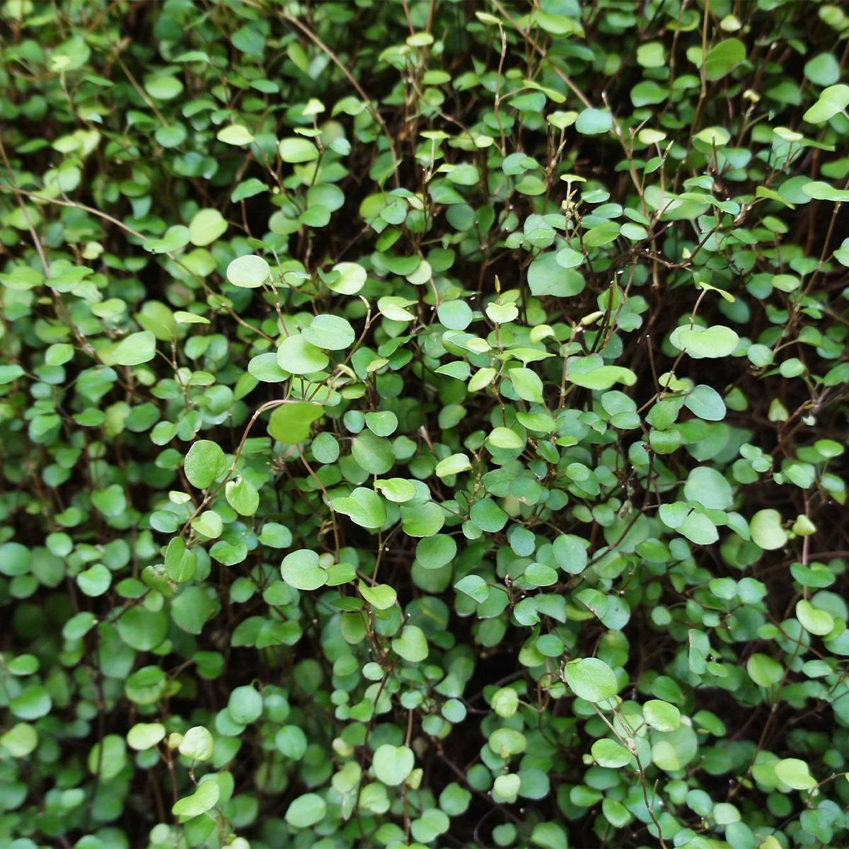 Muehlenbeckia complexa Sealand Compact Godet de 8/9 cm