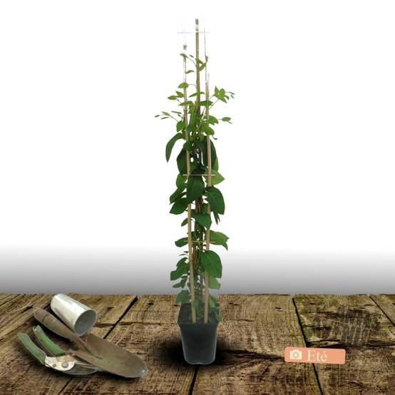 Chèvrefeuille CAPRILIA® Ever 'Inov 42' à fleurs Orange - feuillage Persistant - Pot de 3L - Echelle bambou 60/120 cm- hauteur à maturité De 3,00 m à - Image 3
