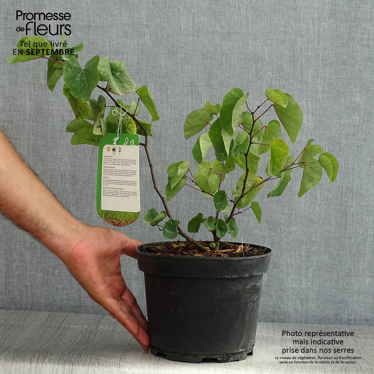 Promesse de Fleurs - Cercis siliquastrum - Arbre de Judée Pot de 3L/4L - Image 2