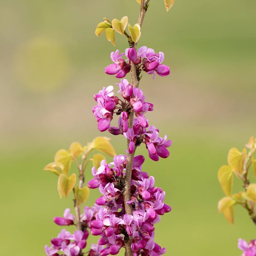 Promesse de Fleurs - Cercis siliquastrum - Arbre de Judée Pot de 3L/4L - Image 1