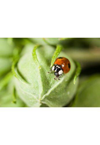 Biotop - Biotop - 100 coccinelles adultes anti-pucerons - Coccifly - Image 4
