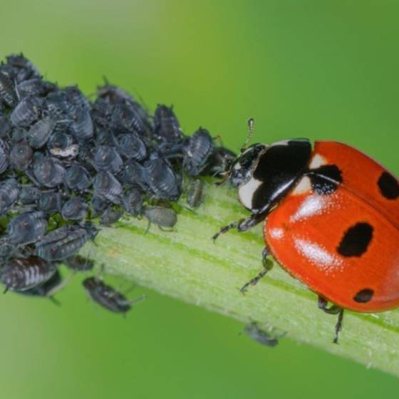 Biotop - Biotop - 100 coccinelles adultes anti-pucerons - Coccifly - Image 3