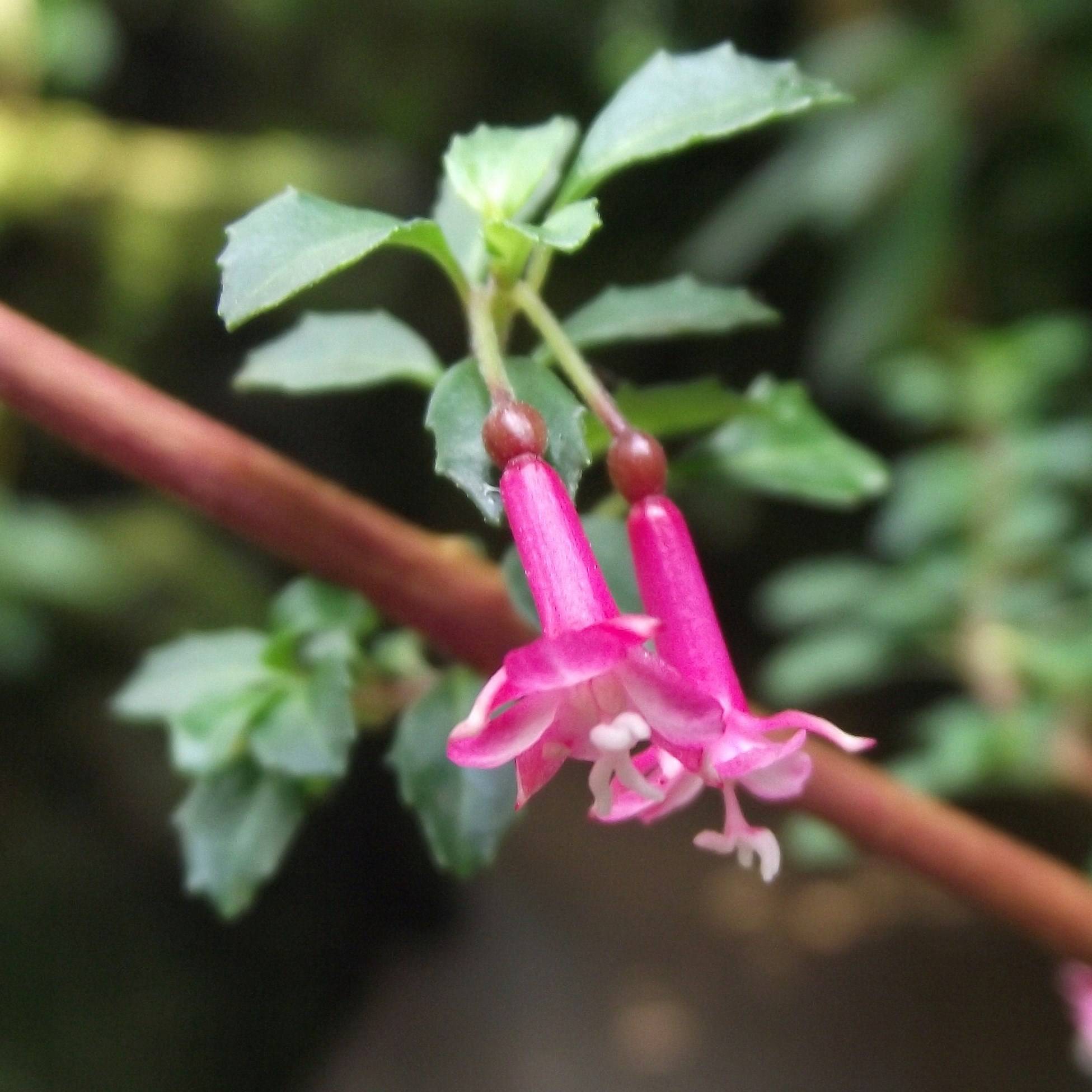 Promesse de Fleurs - Fuchsia microphylla ssp. microphylla Godet de 8/9 cm