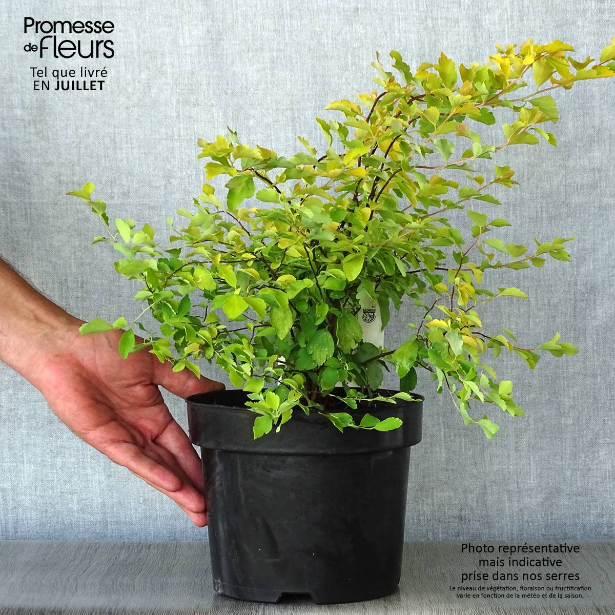 Promesse de Fleurs - Spiraea vanhouttei Gold Fountain - Spirée de Van Houtte dorée Pot de 3L/4L - Image 2