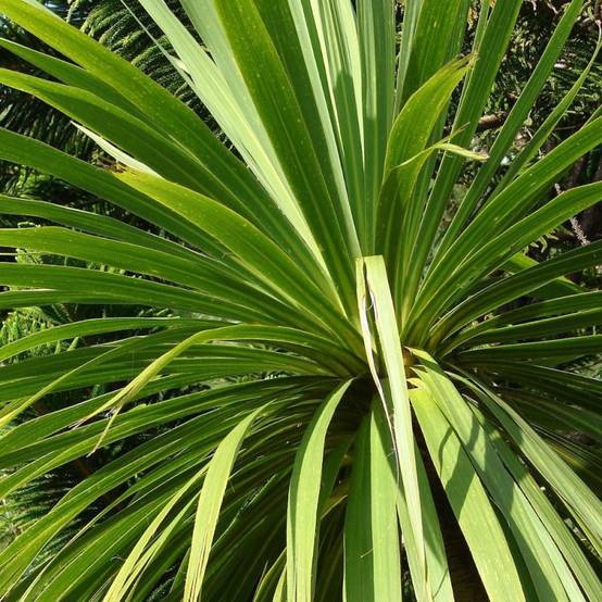 Cordyline australe - Pot de 4L - 40/60 cm - Image 1