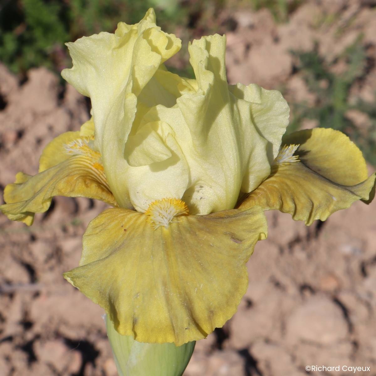 Promesse de Fleurs - Iris germanica Verdissant - Iris des Jardins intermédiaire Rhizome