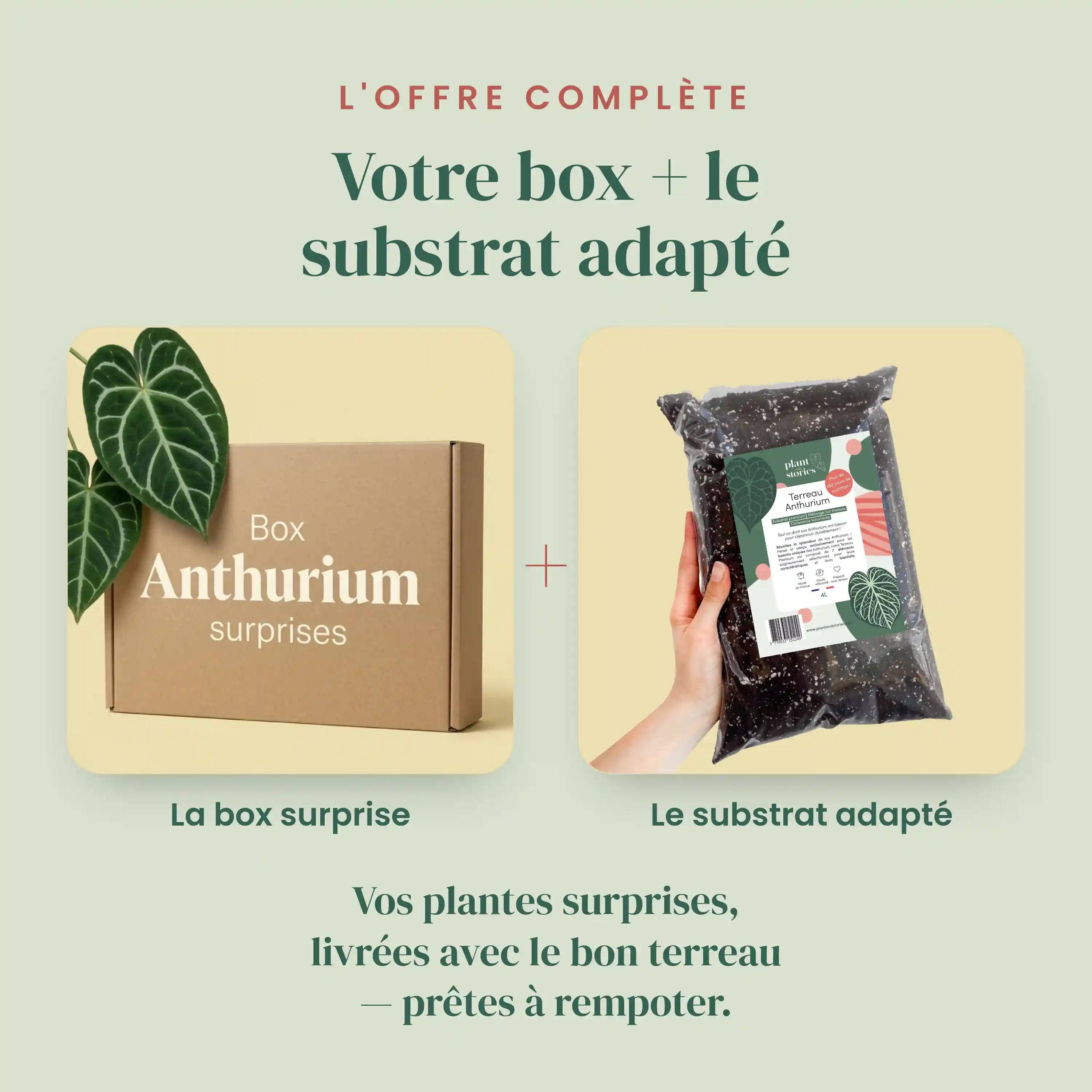 Box Anthurium mystère - Pack Anthurium Surprises - 3 Anthurium Surprises - Avec substrat adapté - Plantes d'intérieur - Image 2