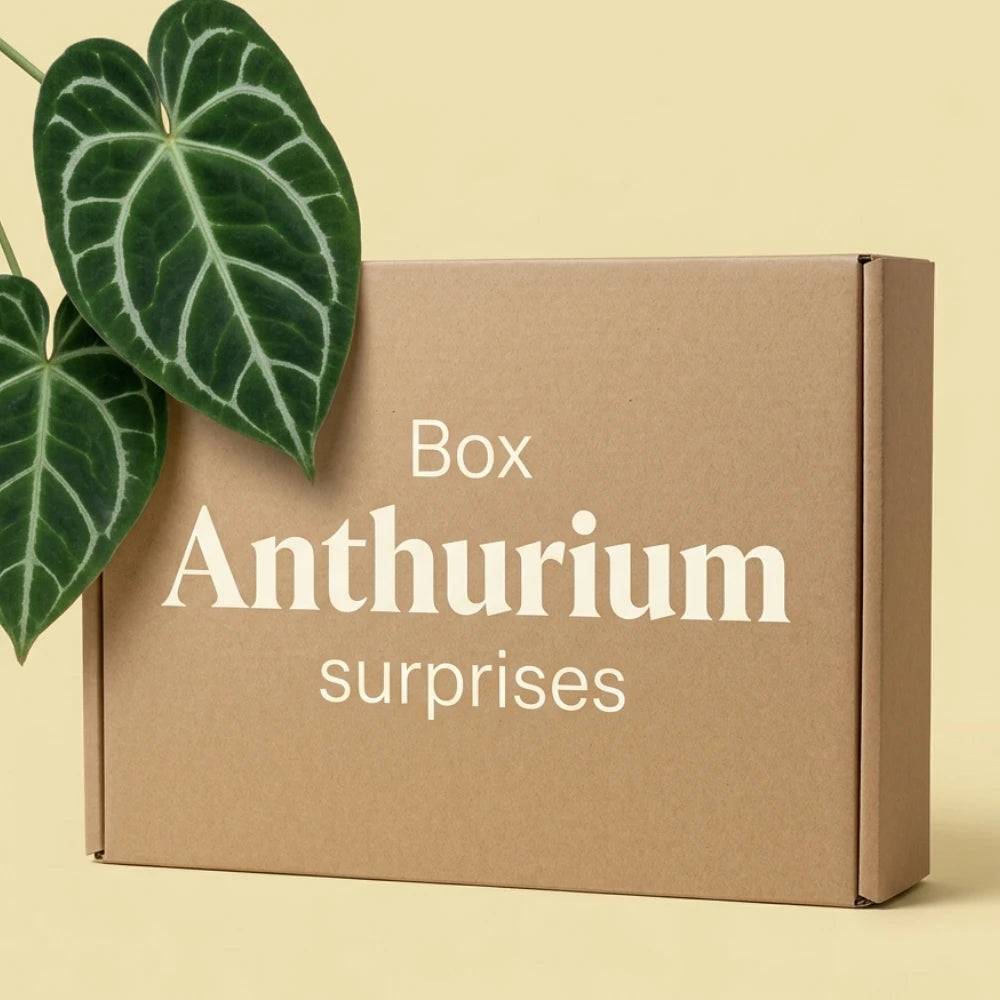 Box Anthurium mystère - Pack Anthurium Surprises - 3 Anthurium Surprises - Avec substrat adapté - Plantes d'intérieur - Image 1