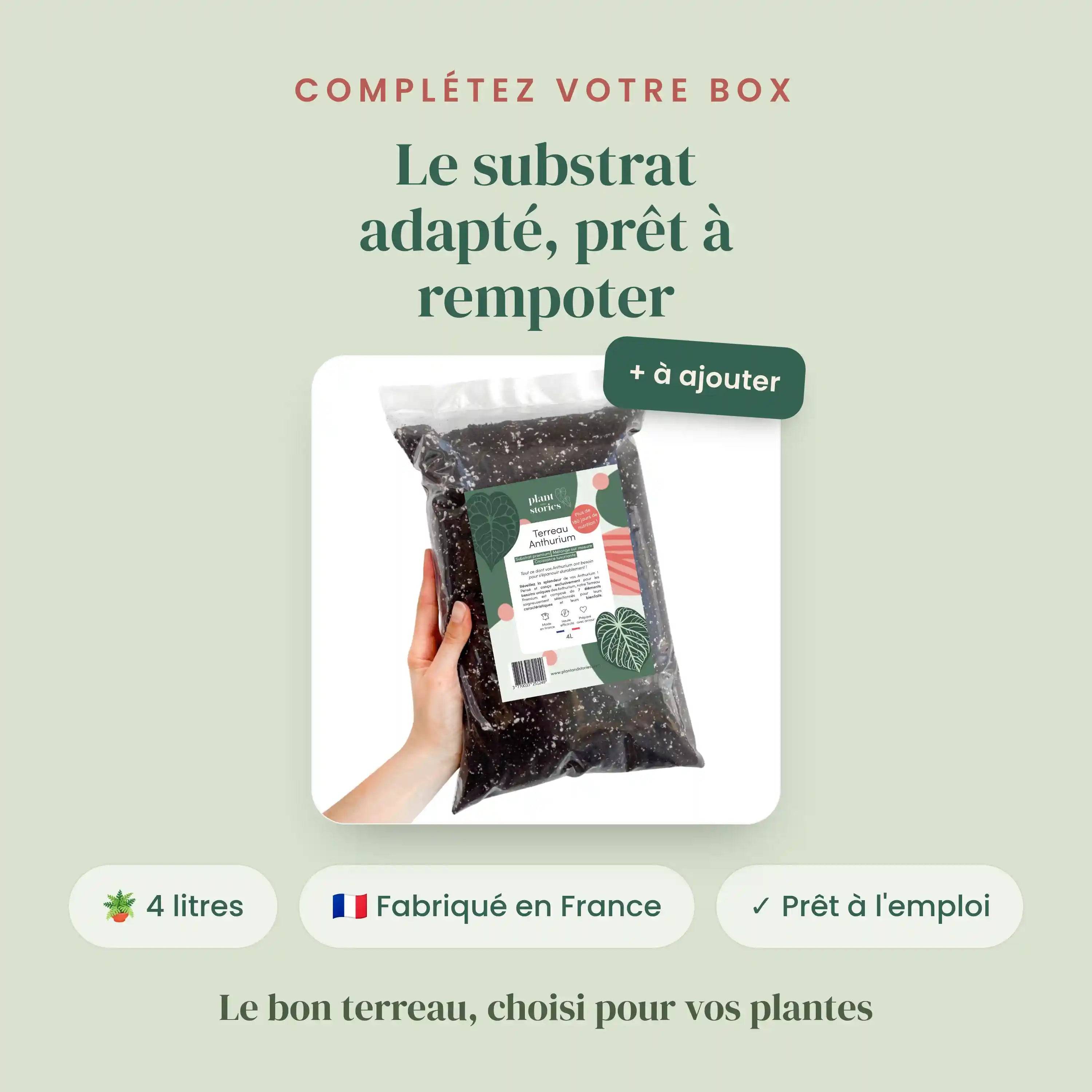 Box Anthurium mystère - Pack Anthurium Surprises - 3 Anthurium Surprises - Avec substrat adapté - Plantes d'intérieur - Image 3