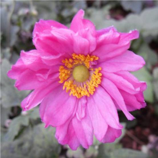 Anémone du Japon Prinz Heinrich - Anemone hupehensis Godet de 8/9 cm