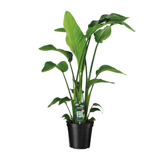 Strelitzia nicolai 90cm - Plante d'intérieur- La Green Touch - Image 1