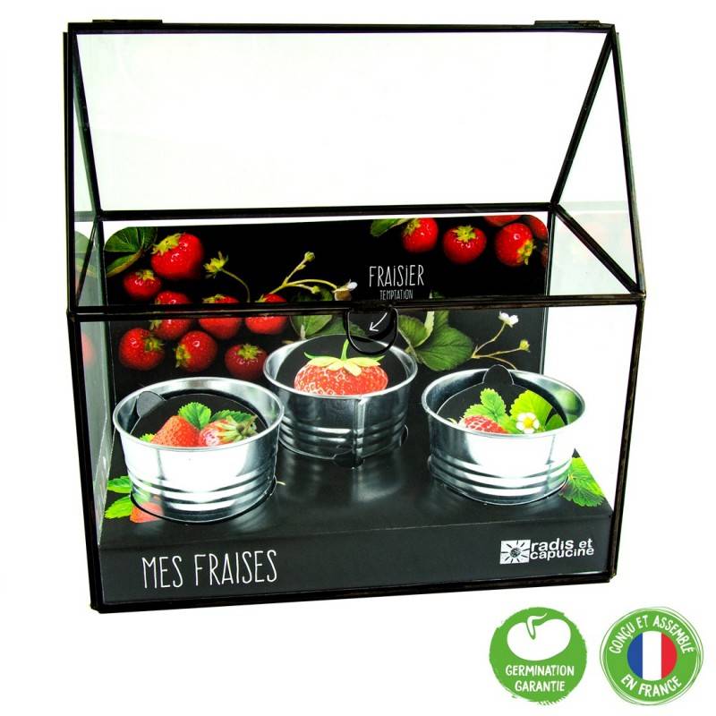 Radis et Capucine - Serre châssis noir -3 pots zinc - Fraisier - Image 2