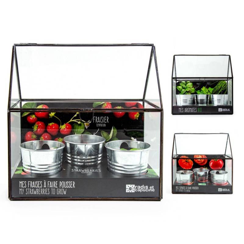 Radis et Capucine - Serre châssis noir -3 pots zinc - Fraisier - Image 3