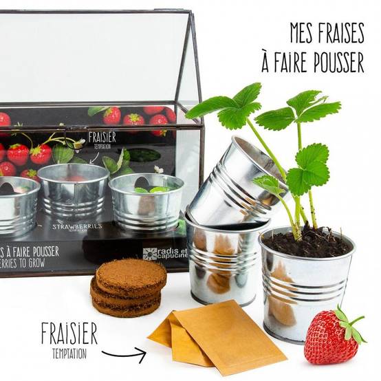 Radis et Capucine - Serre châssis noir -3 pots zinc - Fraisier - Image 1