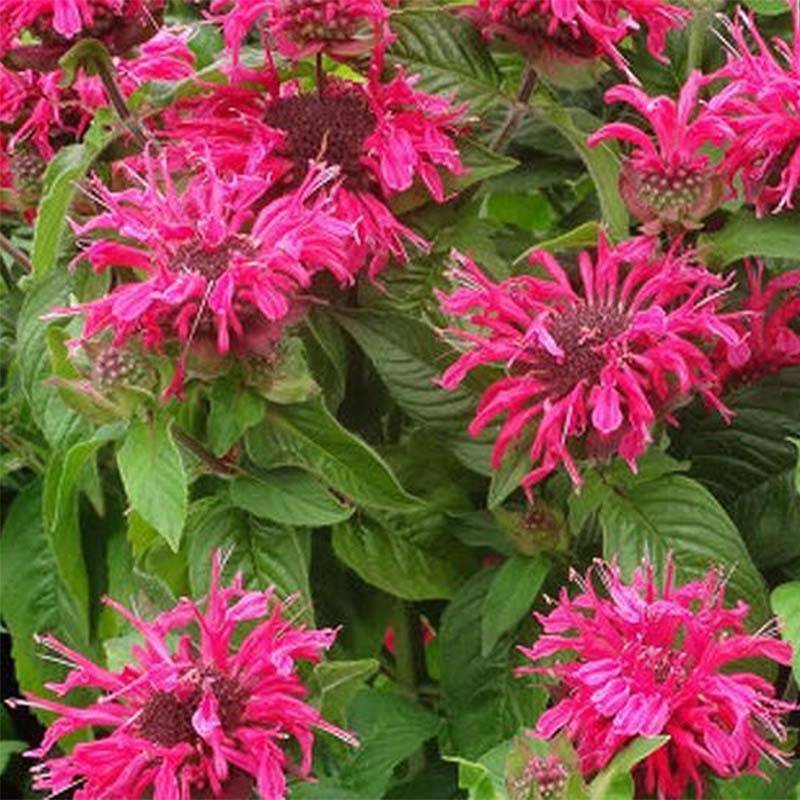 Monarde Pink Lace - Bergamote compacte, rose foncé Godet de 7/8 cm