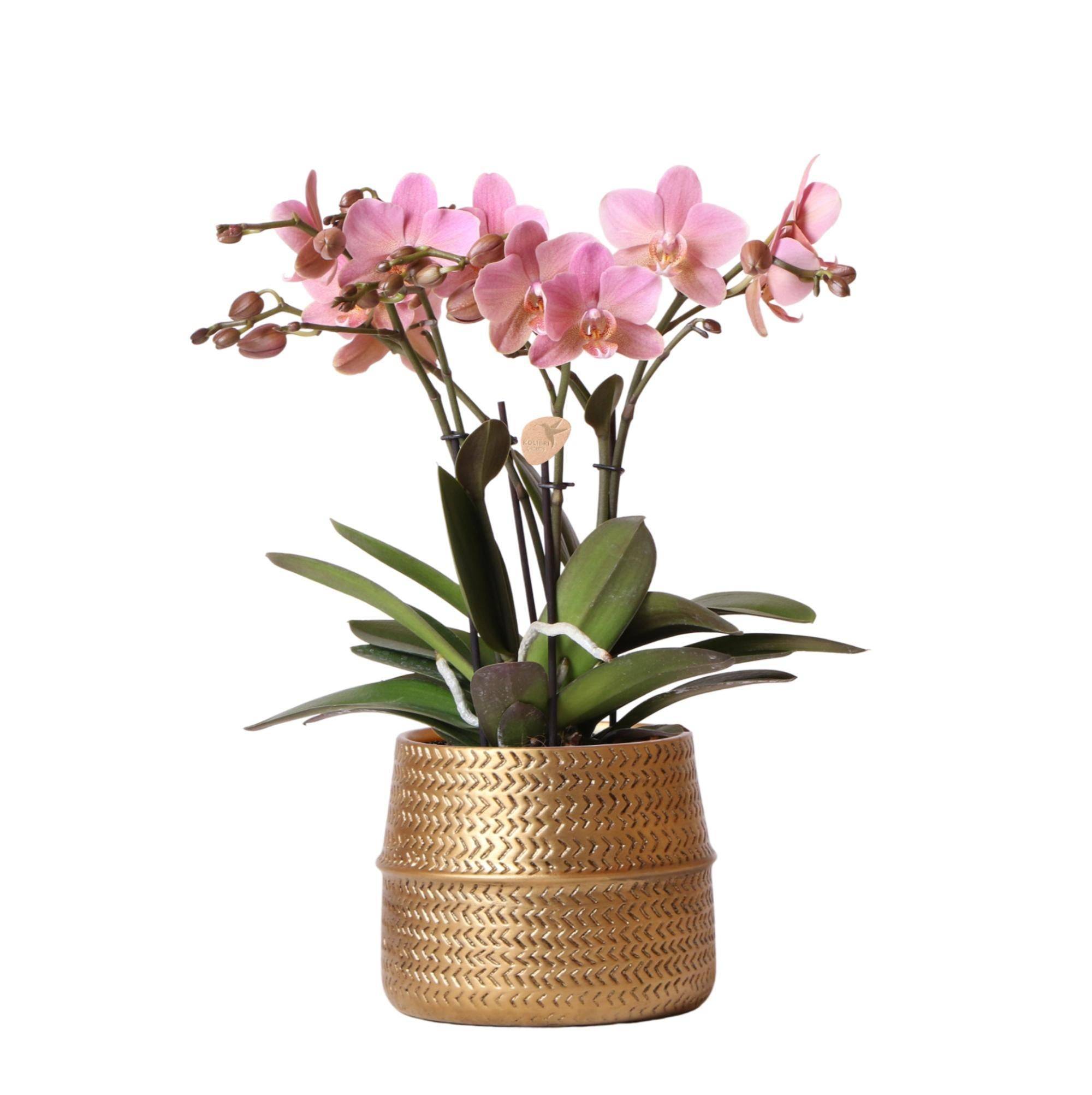 La Green Touch - Orchidée rose Trévise et son pot- La Green Touch Doré - Hauteur 35cm - Image 1