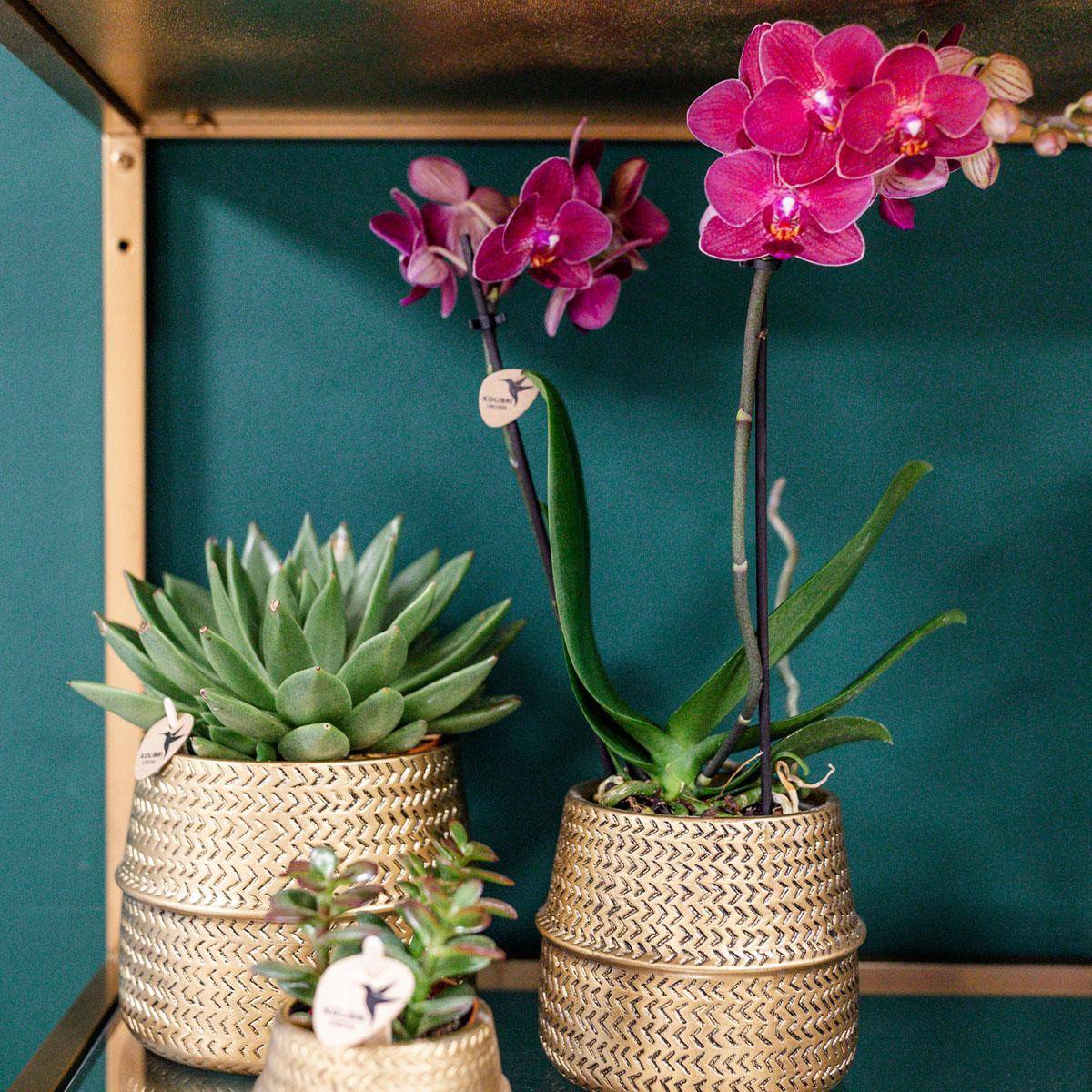 La Green Touch - Orchidée rose Trévise et son pot- La Green Touch Doré - Hauteur 35cm - Image 2