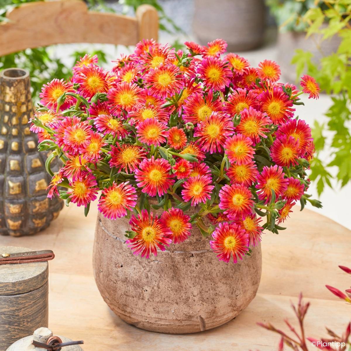 Promesse de Fleurs - Delosperma Ocean Sunset Orange Glow Godet de 8/9 cm