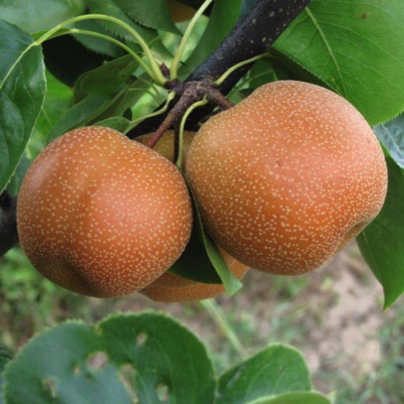 Nashi 'Hosui' (Pyrus pyrifolia 'Hosui') - Scion de 80 à 100cm - Pépinières Naudet - Image 1