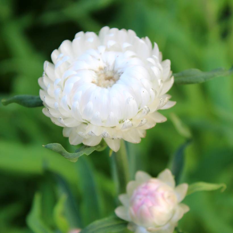 Graines d'Immortelle à bractées monstrueuse double blanche le sachet de 500 graines environ (0,4g)