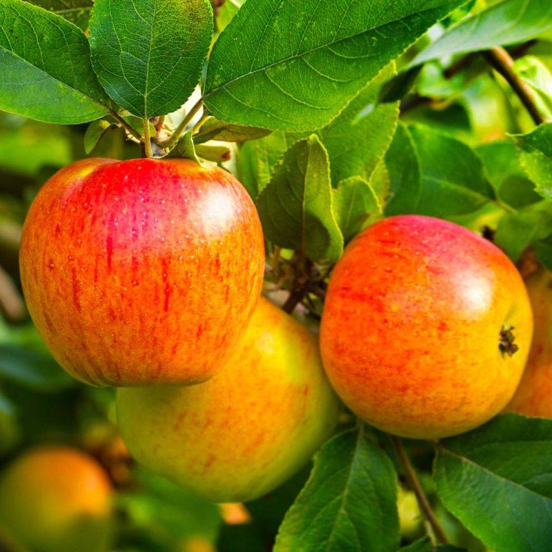 Pommier 'Reine des Reinettes' (Malus domestica 'Reine des Reinettes') - Scion de 100cm - Pépinières Naudet - Image 1