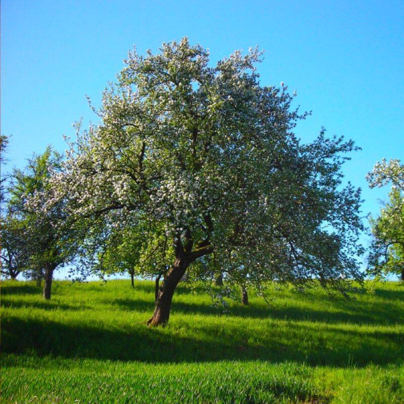 Pommier 'Reine des Reinettes' (Malus domestica 'Reine des Reinettes') - Scion de 100cm - Pépinières Naudet - Image 2