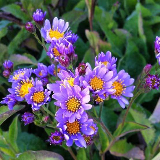 Promesse de Fleurs - Aster tataricus Jindai - Aster de Tartarie Godet de 8/9 cm