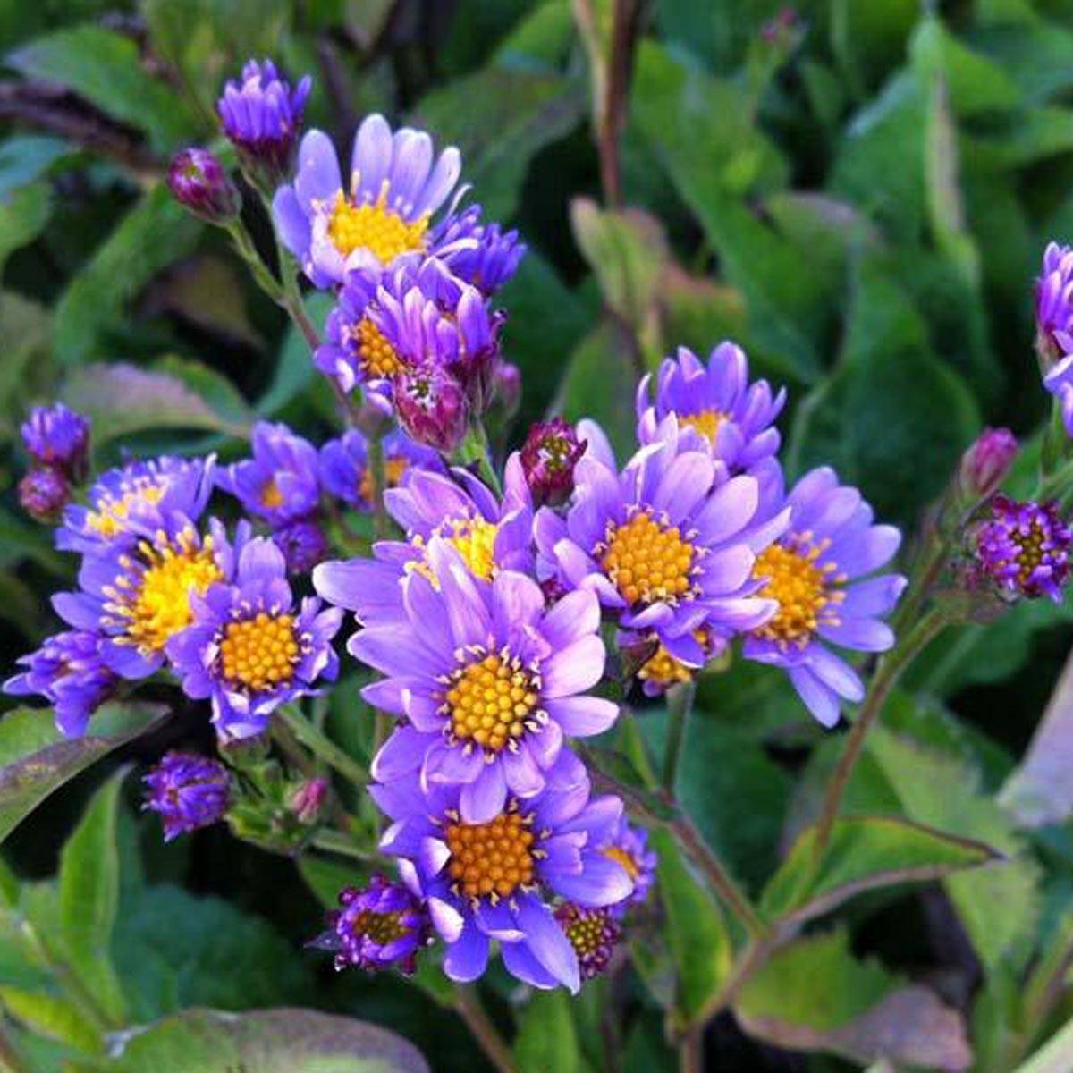 Promesse de Fleurs - Aster tataricus Jindai - Aster de Tartarie Godet de 8/9 cm