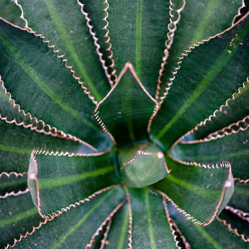 Promesse de Fleurs - Agave lophantha Splendida - Agave bicolore Pot de 3L/4L