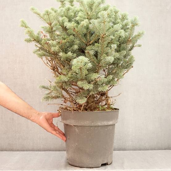 Sapin subalpin - Abies lasiocarpa Compacta Pot de 6L/7L - Image 2