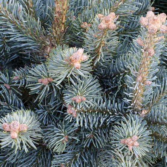 Sapin subalpin - Abies lasiocarpa Compacta Pot de 6L/7L - Image 1